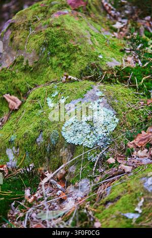 Close-up of pale green lichen growing on a rock among pine needles in Fontainebleau forest, France, illustrating natural woodland textures and autumn Stock Photo