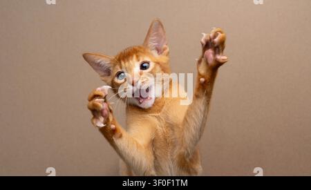 abyssinian kitten playing wildly with raised paws and mouth open in fron of a brown studio background with copy space Stock Photo