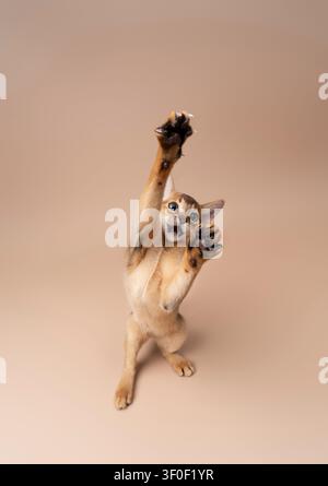 abyssinian kitten playing making funny moves on neutral studio background with copy space Stock Photo