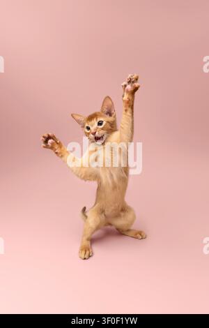 abyssinian kitten playing making funny moves on neutral studio background with copy space Stock Photo