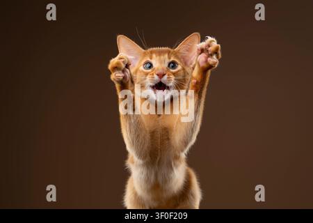 abyssinian kitten playing wildly with mouth open and raised paws, studio shot on brown background with copy space Stock Photo