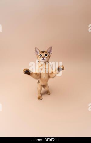 abyssinian kitten playing making funny moves on neutral studio background with copy space Stock Photo