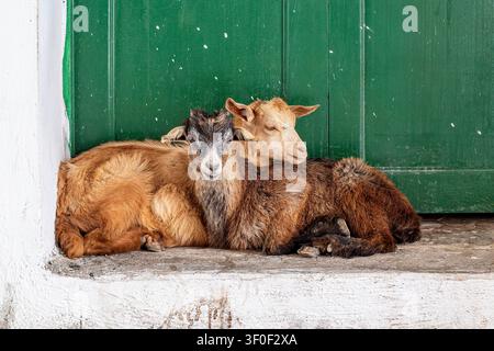 Two domestic goats (Capra hircus) — one golden-brown, one darker — lie resting together on a white-painted ledge against a weathered green wooden door Stock Photo