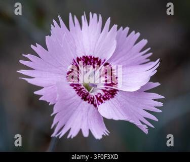 Pink Dianthus Flower Macro Close-Up Stock Photo