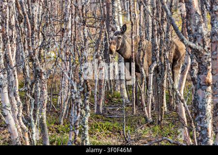 A well camouflaged cow moose (Alces alces) in the birch forest in spring near the mountain village of Jäckvik, Sweden, Lapland, Arjeplog municipality, Stock Photo
