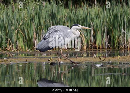 GREY HERON stalking fish prey, UK. Stock Photo