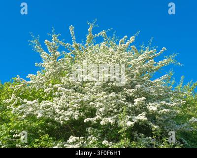 One-toothed hawthorn, flower Stock Photo
