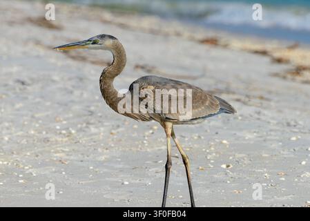 A young Canadian heron stands on the sandy beach of the Gulf of Mexico. The juvenile plumage is still brown and pale in color. The magnificent long de Stock Photo