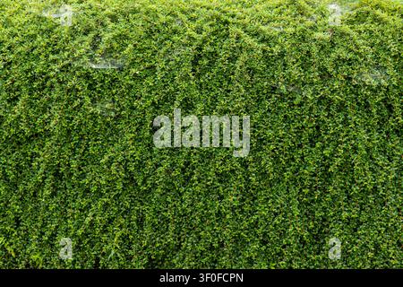 Dense Green Hedge With Small Leaves. Dense green hedge with small leaves and thin trailing branches forming a natural textured foliage background. Stock Photo