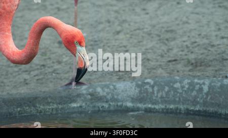 A detailed close-up of a vibrant pink flamingo (Phoenicopterus) leaning down near a pool, with a single water droplet falling from its distinctively c Stock Photo