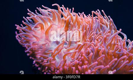 Extraordinary macro close-up of a large sea anemone in full bloom, displaying hundreds of elongated pink, coral-orange and lavender tentacles radiatin Stock Photo