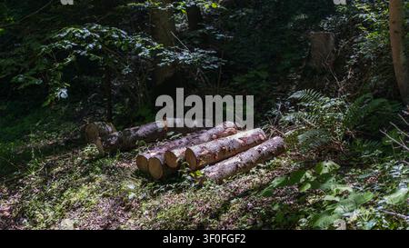 Stack of freshly cut timber logs stored outdoors in a rural landscape Stock Photo