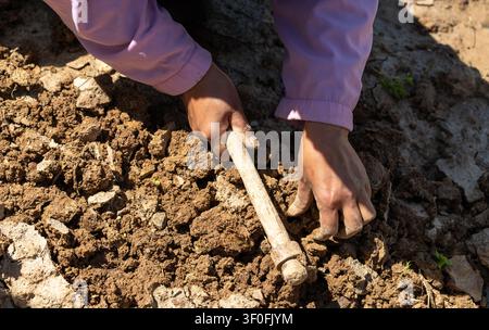 A high-angle close-up shot capturing a young woman farmer’s hands using a traditional digging hoe. Stock Photo