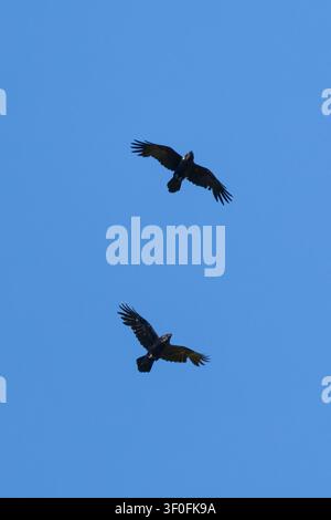 Kolkrabe, Flug, Flugbild, fliegend, Kolk-Rabe, Kolk, Rabe, Corvus corax, common raven, northern raven, raven, flight, Le Grand Corbeau Stock Photo