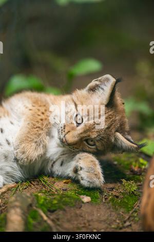 Eurasian lynx (Lynx lynx) youngster (cub) lying in in a forest, playing around, Bavaria, Germany, Europe Stock Photo