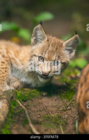 Eurasian lynx (Lynx lynx) youngster (cub) lying in in a forest, playing around, Bavaria, Germany, Europe Stock Photo
