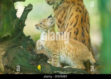 Eurasian lynx (Lynx lynx) youngster (cub) climbing on an old wrotten root in a forest, Bavaria, Germany, Europe Stock Photo