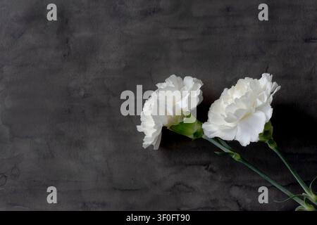White Carnations on Dark Textured Watercolor Background Stock Photo
