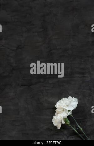 White Carnations on Dark Textured Watercolor Background Stock Photo