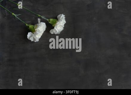 White Carnations on Dark Textured Watercolor Background Stock Photo