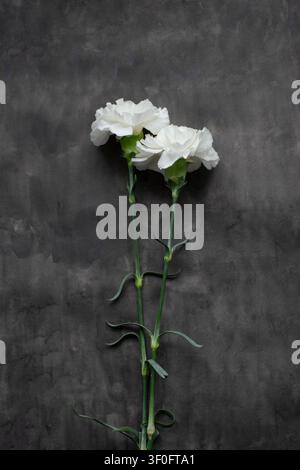 White Carnations on Dark Textured Watercolor Background Stock Photo