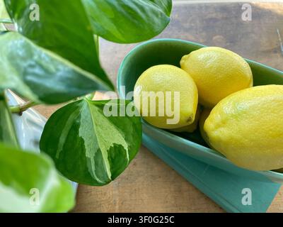Leander, Texas, USA- July 3, 2026: a bowl of fresh, ripe lemons rests on an antique wooden table next to a green plant Stock Photo