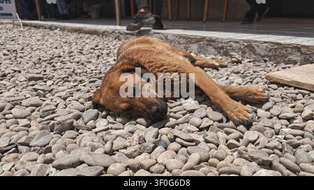 Stray dog sleeping on a pebble ground in Uyuni, Bolivia Stock Photo