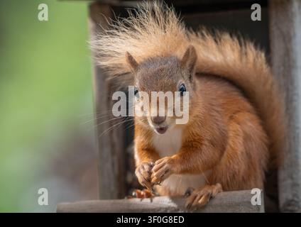 Eurasian red squirrel (Sciurus vulgaris) in the Cairngorms National Park, Scottish Highlands, Scotland, UK. Stock Photo