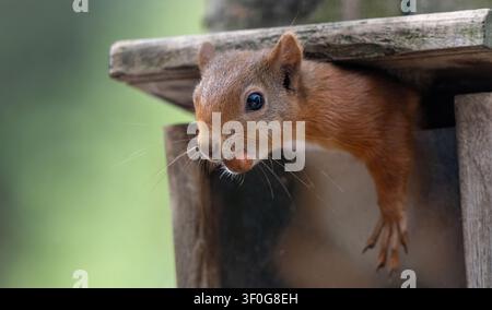 Eurasian red squirrel (Sciurus vulgaris) in the Cairngorms National Park, Scottish Highlands, Scotland, UK emerging from feeder with nut in its mouth Stock Photo