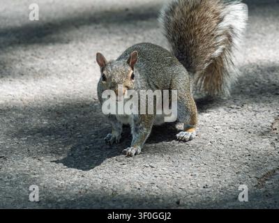 Eastern Gray Squirrel (Sciurus carolinensis), native to eastern North America. Stock Photo
