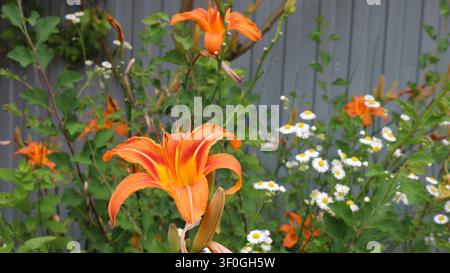 large orange daylily with open petals. Next to it, against a gray fence, small white daisies and green foliage bloom, creating a vibrant contrast Stock Photo