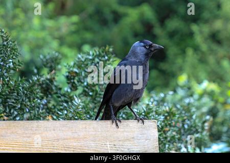 A Jackdaw bird (Coloeus monedula), western jackdaw, Eurasian jackdaw or European jackdaw, England, UK Stock Photo