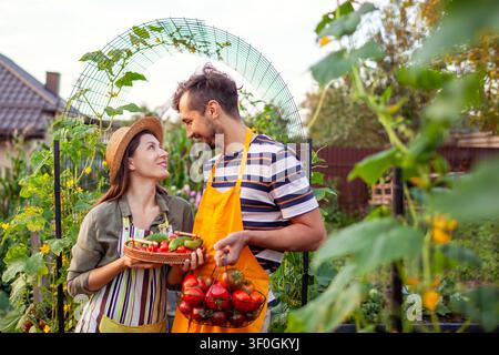 Family of farmers picking vegetables from raised beds in summer garden. Couple harvest tomatoes and cucumbers organically grown Stock Photo