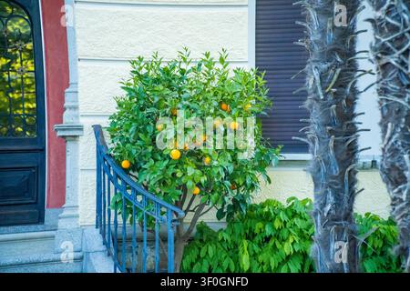 A citrus tree laden with ripe oranges grows beside a house entrance with blue railings, palm trees, and shuttered windows in Caslano, Switzerland. Stock Photo