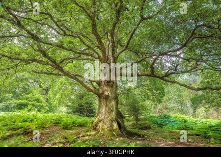 Ancient Irish oak tree with large canopy in a green forest in County Wicklow Ireland summer landscape. Stock Photo
