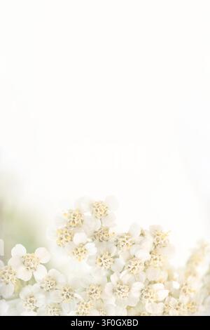 Light airy floral background with white flowers and vertical copy space. Minimalist spring botanical card template Stock Photo