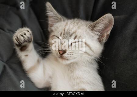 light-gray kitten is sleeping soundly on its back. A cozy kittenhood for a beloved pet. Portrait of a sleeping cat. Stock Photo