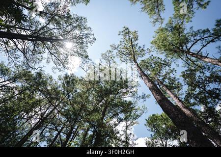 Low angle view of tall pine trees and sun shining through canopy Stock Photo