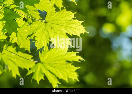 Close-up view of vibrant green maple tree leaves illuminated from behind by sunlight, creating a bright, textured background effect Stock Photo