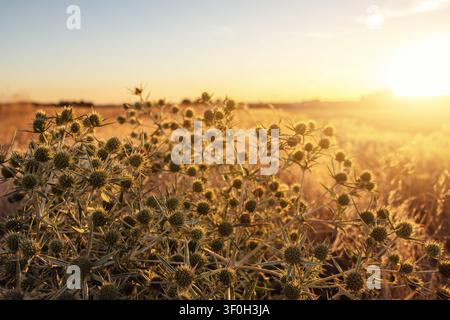 Abstract warm landscape thistle dry wildflower and grass meadow on warm golden hour sunset or sunrise time. Tranquil autumn fall summer nature field Stock Photo