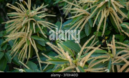 Castanea sativa in Flower — Sweet Chestnut Catkins with Green Leaves Close-Up, Northern Portugal Summer Stock Photo