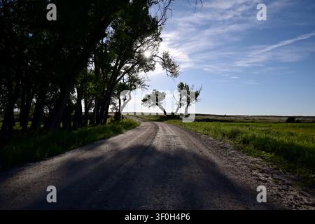 On a rural dirt road, afternoon sun shines between the branches. Old tall trees stand along side this empty road. Only high clouds in the sky. Stock Photo