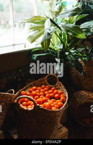Fresh oranges in wicker basket next to green houseplant by window Stock Photo