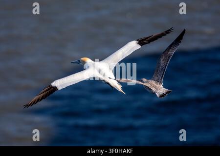 A Northern gannet and a young juvenile herring gull fly close together in mid-air against a clear blue sky background at Bempton Cliffs. Stock Photo