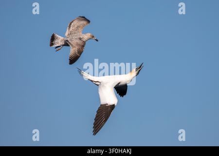 A Northern gannet and a young juvenile herring gull fly close together in mid-air against a clear blue sky background at Bempton Cliffs. Stock Photo