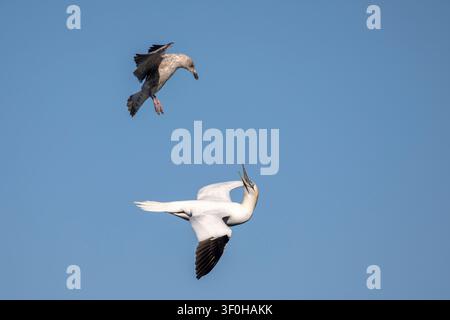 A Northern gannet and a young juvenile herring gull fly close together in mid-air against a clear blue sky background at Bempton Cliffs. Stock Photo