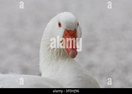 Portrait of a white goose close-up. Domestic waterfowl on a poultry farm. Texture of clean white plumage. Stock Photo