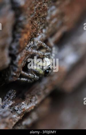 Macro portrait of a tiny Jumping Spider (Salticidae) looking directly at the camera lens, selective focus on the eyes with soft blurred background. Stock Photo