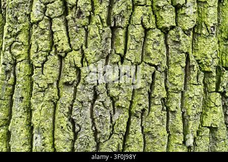 Tree bark texture natural background Stock Photo