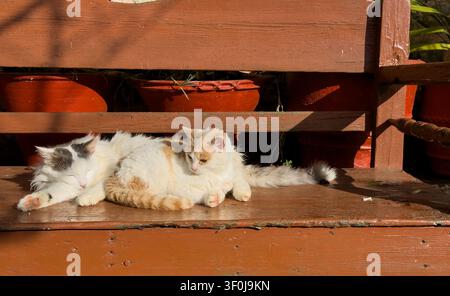Two fluffy stray cats cuddling together on a sunny wooden bench next to red flower pots. Stock Photo